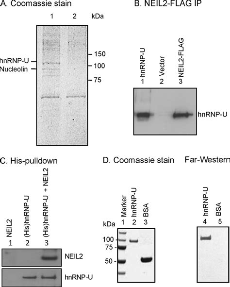 A Identification Of Neil Associated Proteins Proteins Bound To