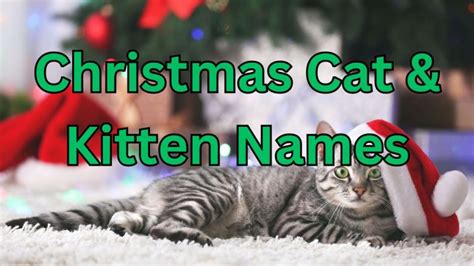 250+ Christmas Cat & Kitten Names (Cute, Unique, Funny and More!)