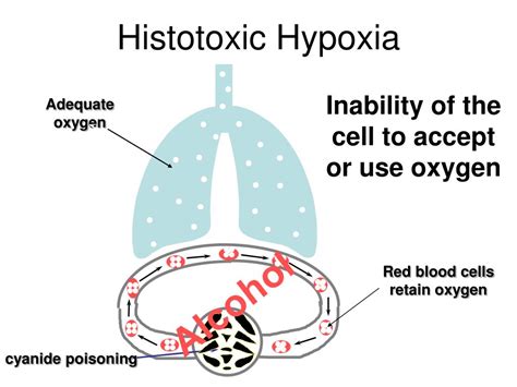 Ppt Hypoxia And Hyperventilation Powerpoint Presentation Free