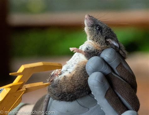 Panama Pygmy Sloths And Rainforest Rodents May 2022 Mammal Watching