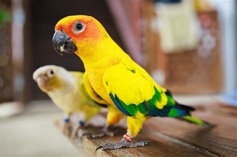 All About Conure Parrots: Your Complete Guide Bird Sitting Toronto