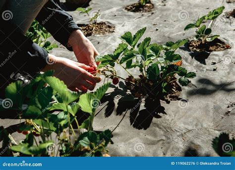 Strawberry Holding In Girl Female Woman Hands Picking Harvesting