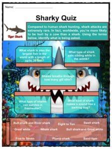 Tiger Shark Worksheets & Facts | Anatomy, Habitat, Life Cycle