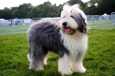 Old English Sheepdog A Lively Intelligent Breed With A Gentle Nature