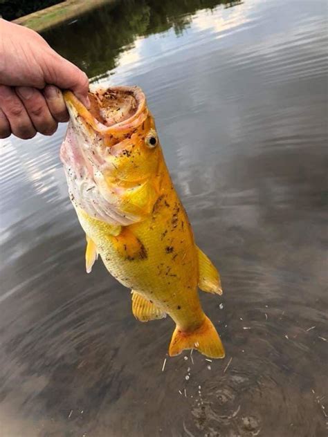 🔥 An Incredibly Rare Gold Largemouth Bass Rnatureisfuckinglit