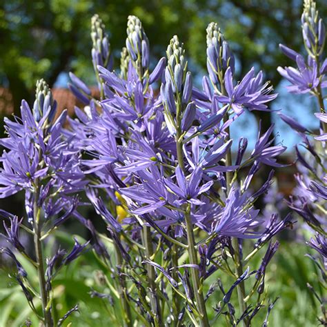 Camassia Caerulea Slovensketrvalky Sk