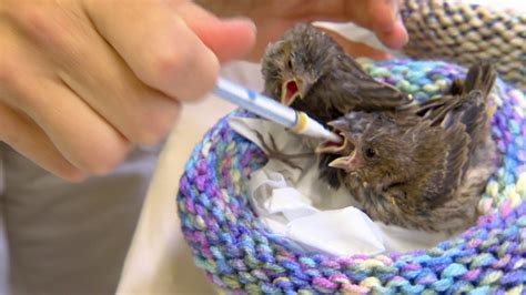 Knitted Nests Help Birds Give Flight Nbc News