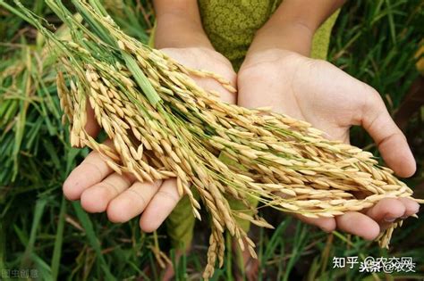 袁隆平：中国粮食不够吃！还想乱占耕地建设房屋？注意：立即拆除 知乎