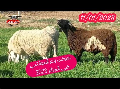 عروض بيع المواشي في الجزائر 2023 موال جزائري YouTube