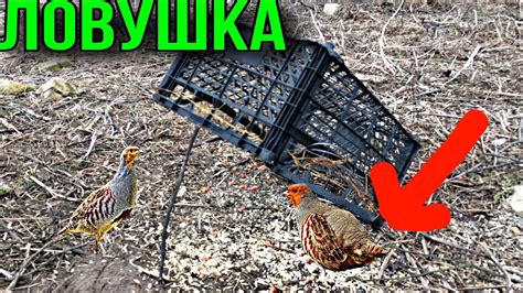 Как выглядит ловушка для крабов фото