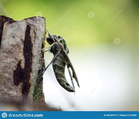 Daphnis Nerii Stock Image Image Of Agrius Hairy Green