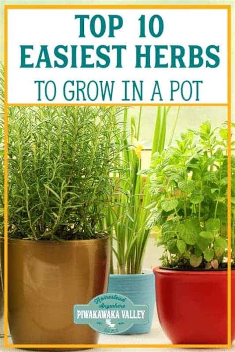 The Easiest Herbs To Grow In A Pot