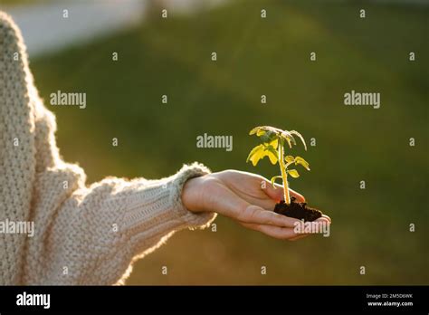Woman Holding Green Tomato Sprout In Hands Over Nature Background