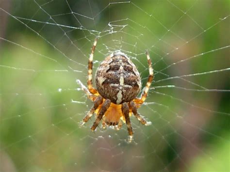 Araneus - Wikipedia