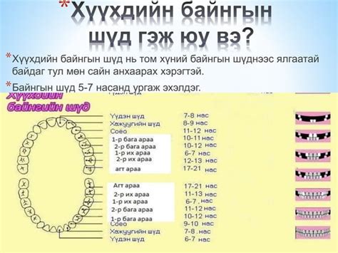 сүүн шүд болон байнгын шүдний онцлог Ppt