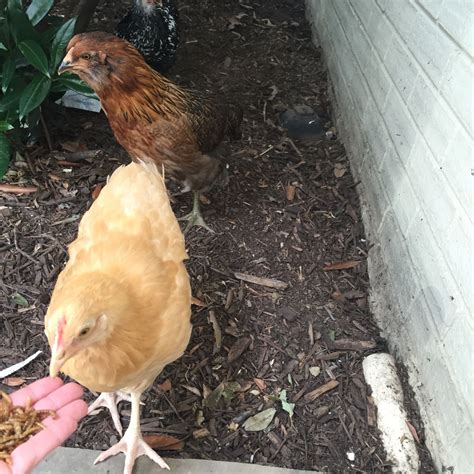 8wk Old Easter Egger Pullet Or Cockerel BackYard Chickens Learn