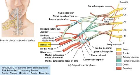 Radial nerve anatomy, radial nerve palsy and radial nerve injury