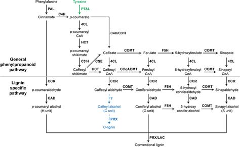 Frontiers Regulation Of Lignin Biosynthesis And Its Role In Growth