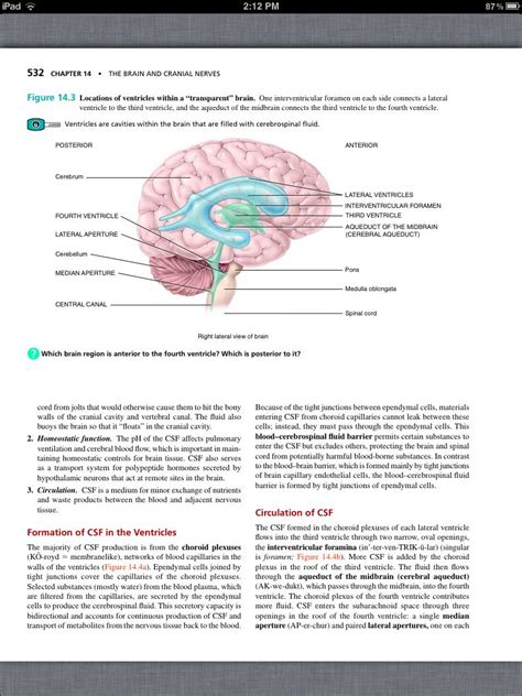 Principles Of Anatomy And Physiology Chapter 14 The Brain And Cranial