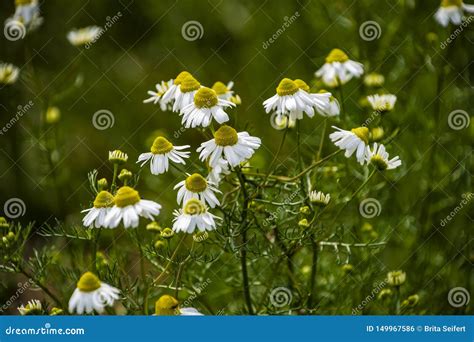 Chamomile Flowers On Meadow In Summer Selective Focus Blur Beautiful