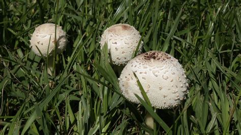 Crecieron hongos en parques y jardines de Zona Sur la explicación de