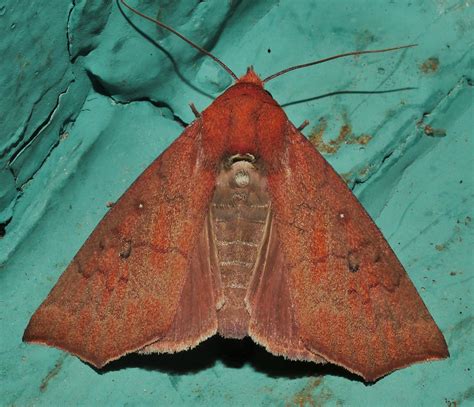 Red Headed Double Spot Knob Nose Moth Anomis Combinans Sco Flickr