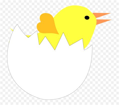 Egg Chick Eggshell Free Vector Graphic On Pixabay Kaip Nupiesti