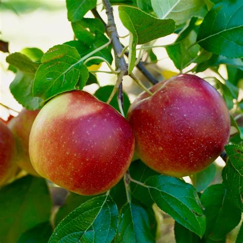 Mcintosh Apple Trees For Sale Florae Farms