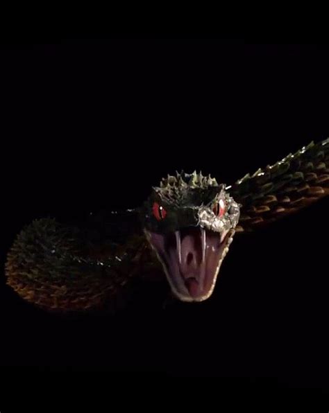 A Snake With Its Mouth Open In The Dark