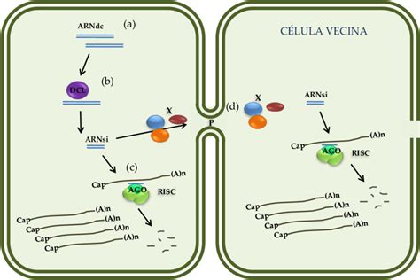 5 Diagrama esquemático del silenciamiento génico postranscripcional en