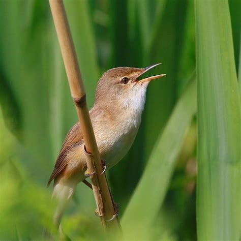 Monday May Th Cornwall Birds Cbwps