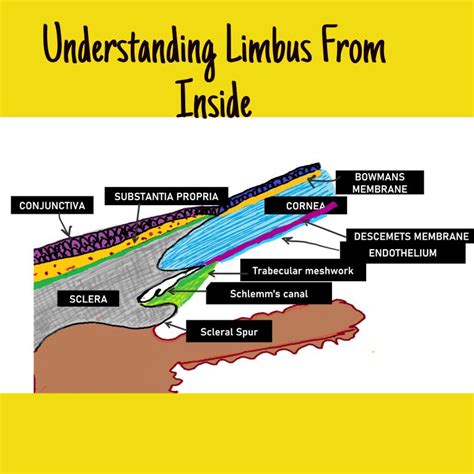 Limbus Of Eye: Bridging the External and Internal Anatomy of the Eye - INSIGHT OPHTHALMOLOGY