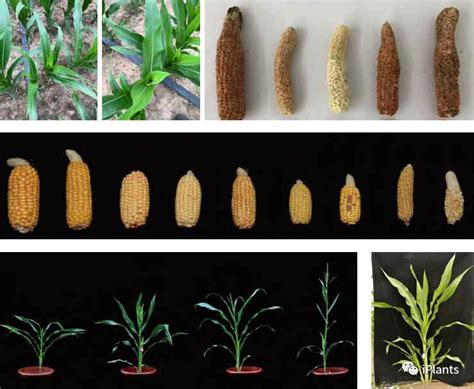 玉米转座子插入型突变体”五折优惠 Csdn博客