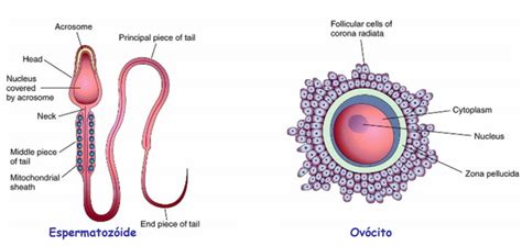 Resumo De Fecundação Gametas Fases Zigoto E Mais Sanarmed