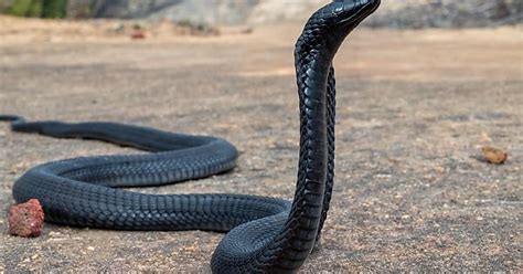 Black Spitting Cobra Naja Nigricincta Woodi From The Cederberg Highly Venomous Album On Imgur