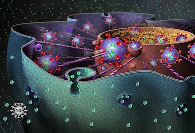 Food Vacuole Definition, Formation & Function - Lesson | Study.com