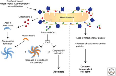 Mitochondrial Regulation Of Cell Death