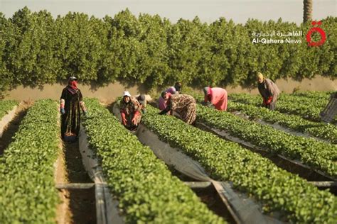 موسم حصاد الفراولة من قلب أرض مصر للعالم أجمع القاهرة الاخبارية