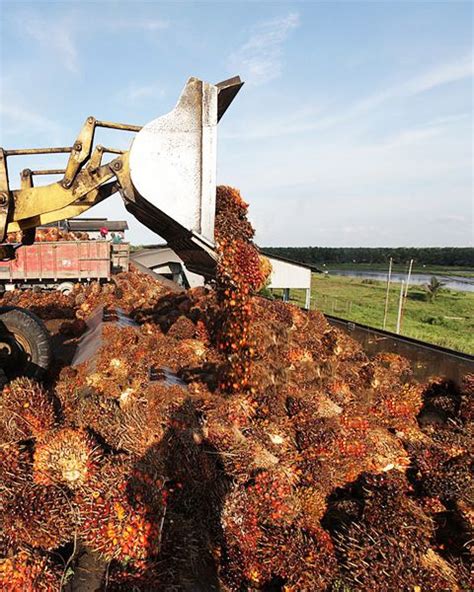 Best Solutions For Palm Oil Processing Premium Machinery