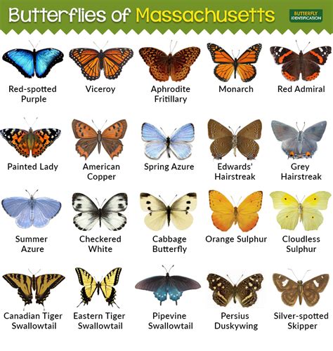 Types of Butterflies in Massachusetts