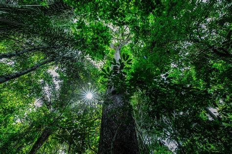 Mato Grosso tem queda de 71 nos alertas de desmatamento da Amazônia em