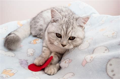 Lindo Gato Brincando Fitas Coloridas Gatinho Engra Ado Cinza Foto