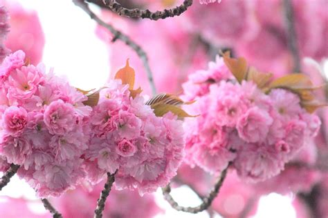 Cherry Blossom Heerstrasse, Bonn, Germany