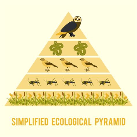 Biology Ecology Diagram Quizlet