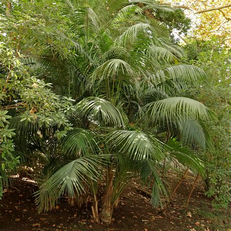 Kentiapalm Howea Forsteriana