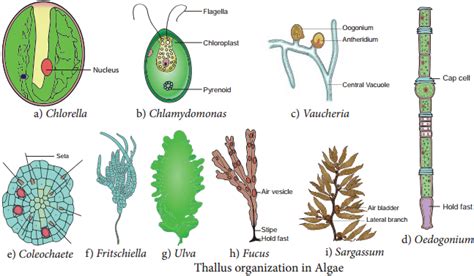 Algae Classification And Its Importance Mcq Questions