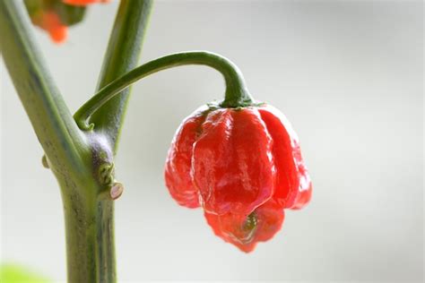 Premium Photo Carolina Reaper Hot Pepper Cultivar Of The Capsicum