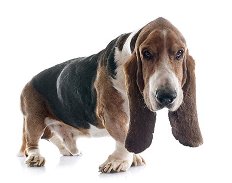 Which Dog Breeds Are The Laziest