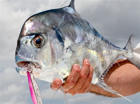 African Pompano Fish Mounts | King Sailfish Mounts