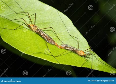 Mating Mosquito Stock Photo Image Of Insect Live Color 73668120